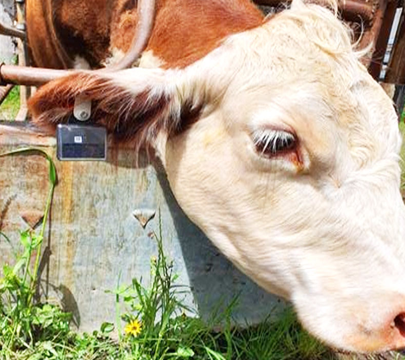 GlobalSat LT-10 Tracker Solar-Powered Ear Tag GPS Tracker for Cattle | US915 - Image 2